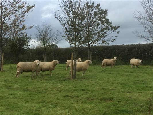 Devon Closewool sheep